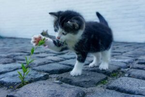 体臭が気になる女性におすすめの粉末タイプサプリは？