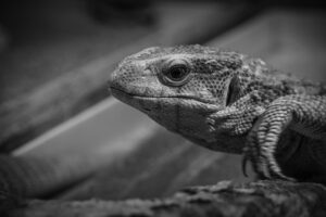 体臭を改善するサプリの効果はどのくらいの期間で実感できる？